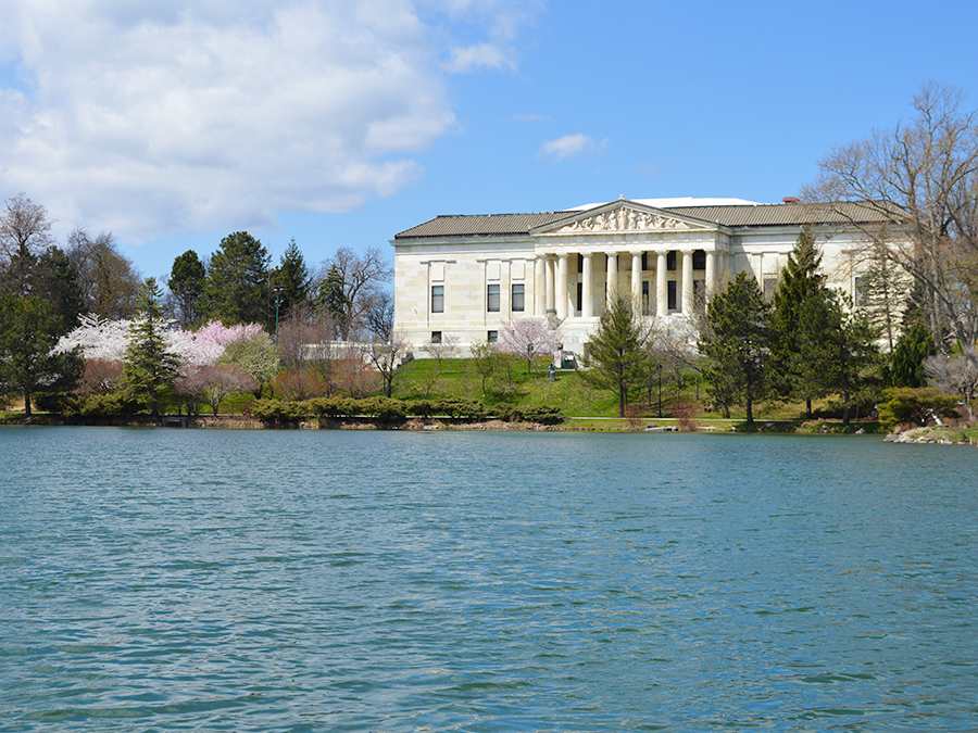 Buffalo Cherry Blossoms