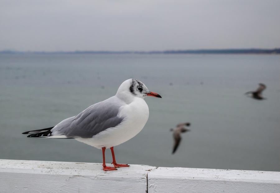 Sopot Bird