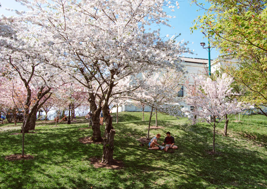 Buffalo Cherry Blossoms