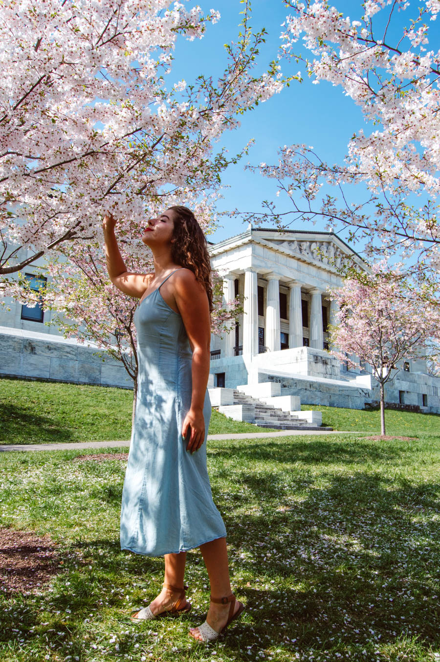 Cherry Blossoms in Buffalo