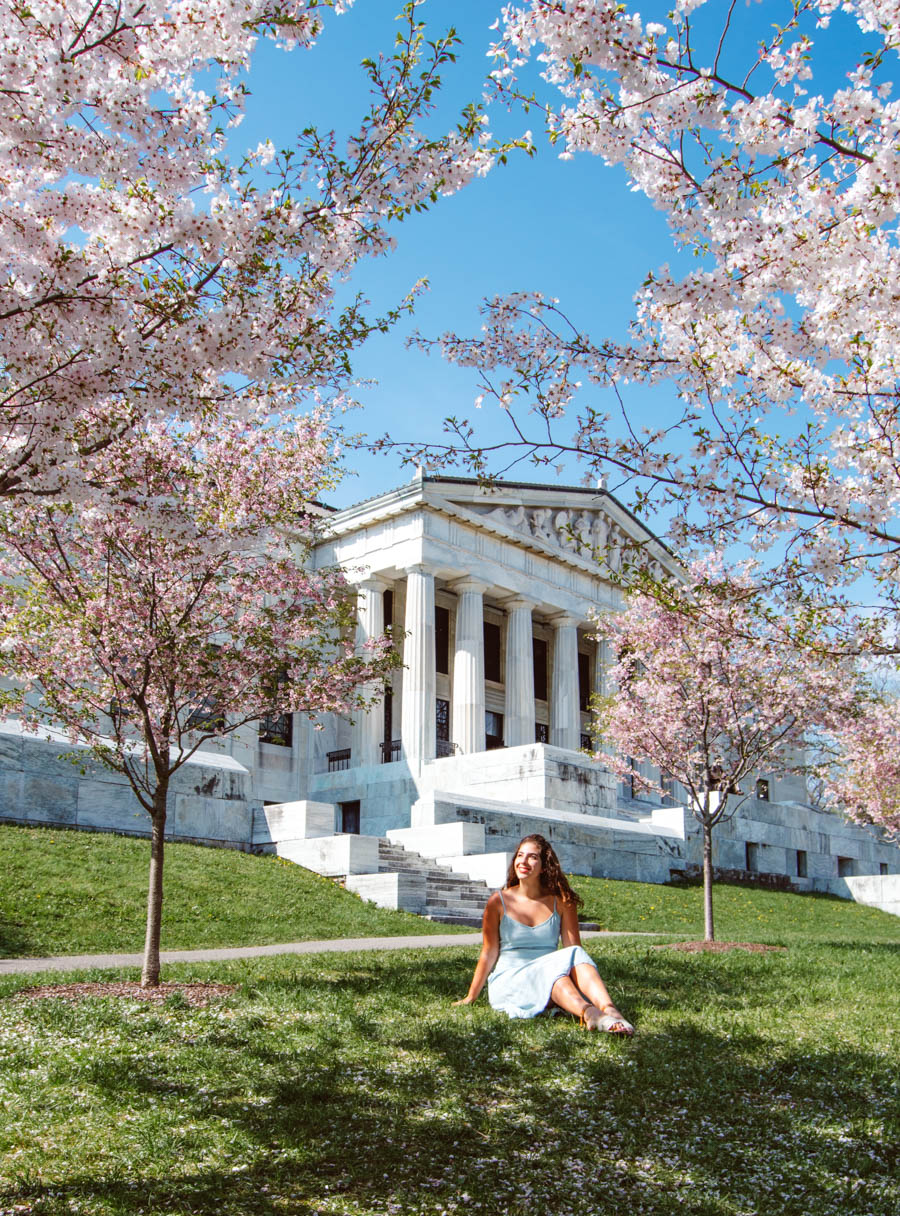 Cherry Blossoms in Buffalo