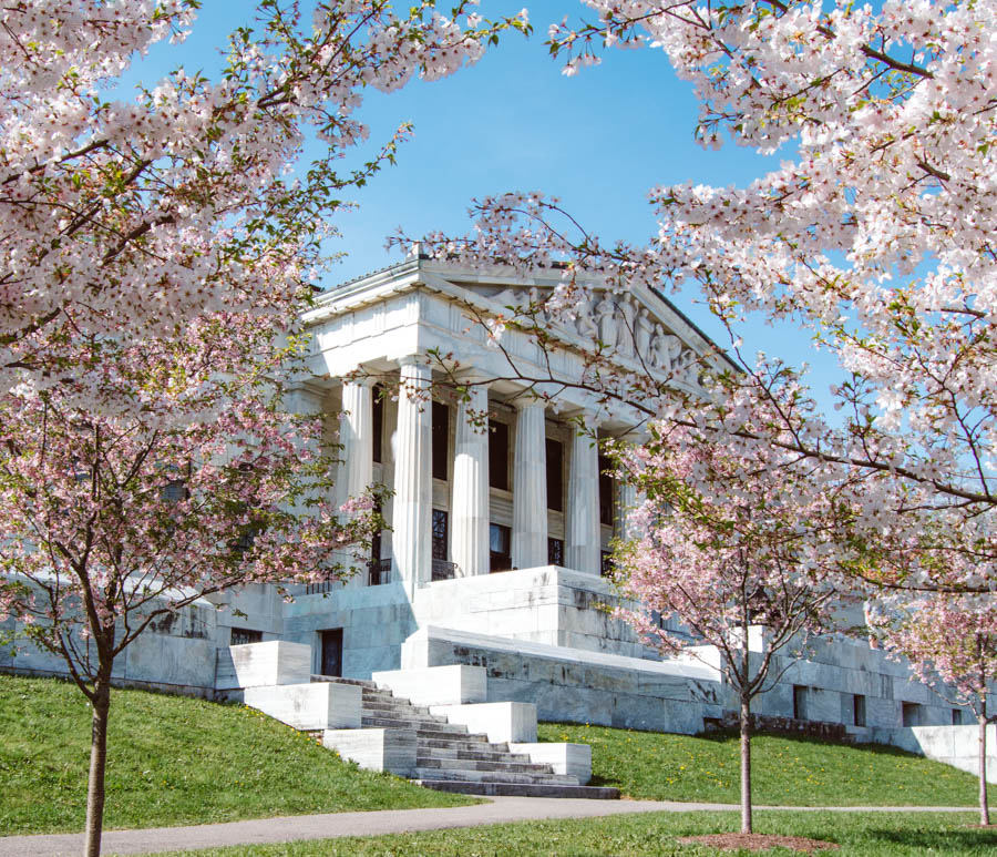 Cherry Blossoms in Buffalo NY