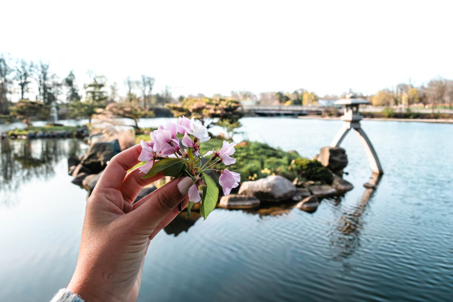 Cherry Blossoms Japanese Garden Buffalo