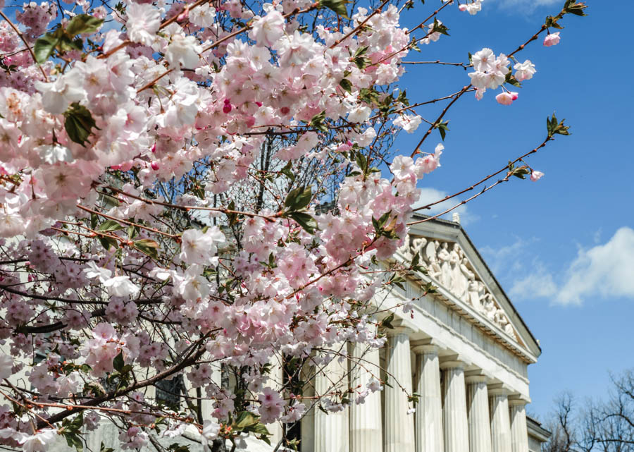 Cherry Blossoms in Buffalo