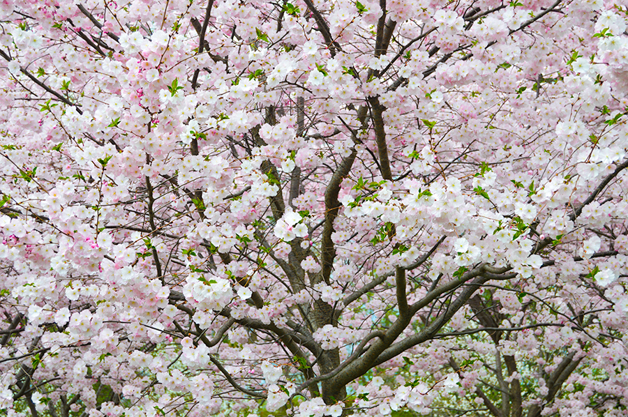 Cherry Blossoms in Buffalo NY