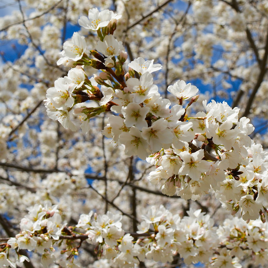 Buffalo Cherry Blossoms