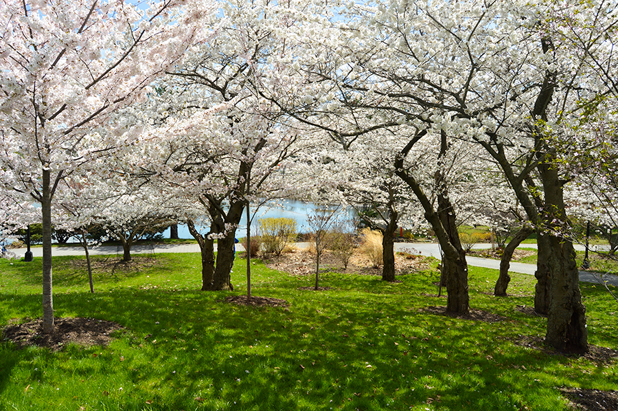 Cherry Blossoms in Buffalo NY