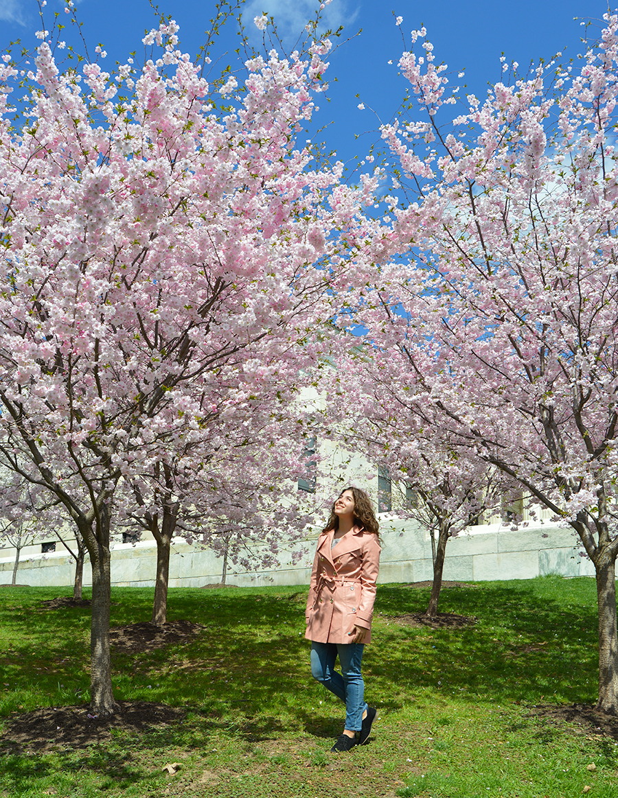 Cherry Blossoms in Buffalo, New York at Buffalo History Museum