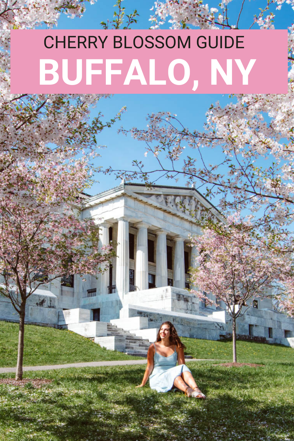 Cherry Blossoms in Buffalo NY