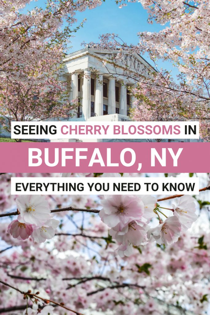 Cherry Blossoms in Buffalo NY (2024) Buffalo Cherry Blossom Festival