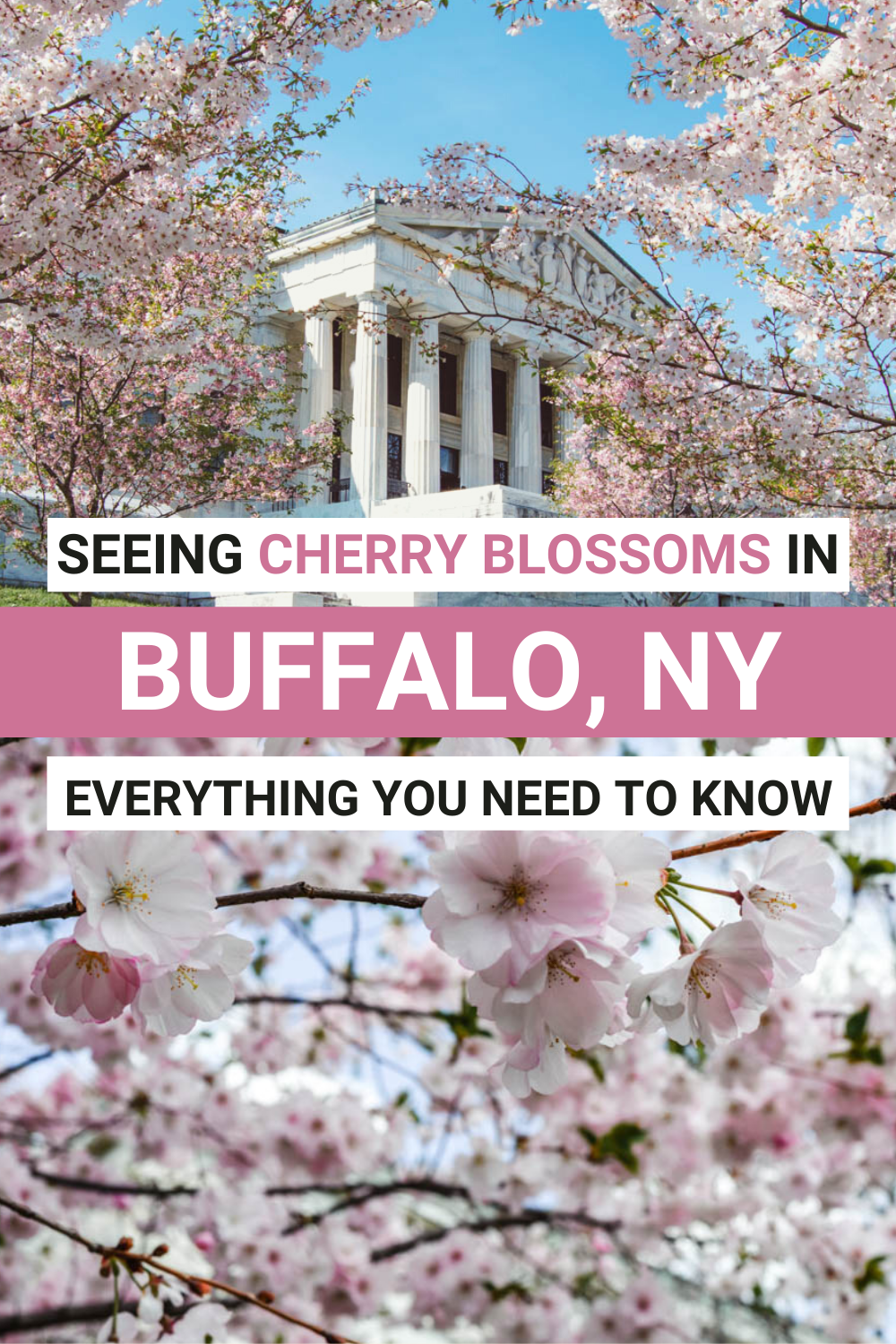 Cherry Blossoms in Buffalo NY