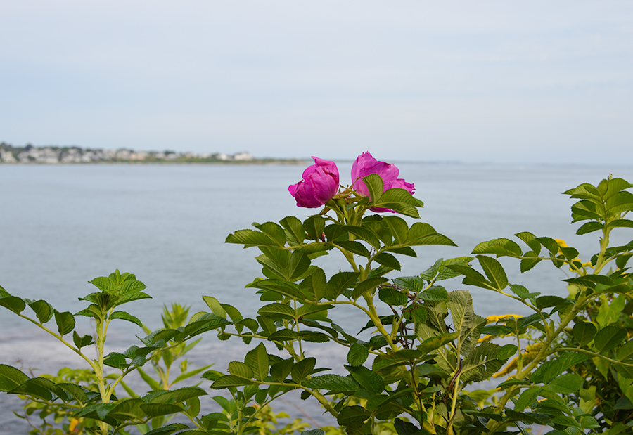 Newport Cliff Walk