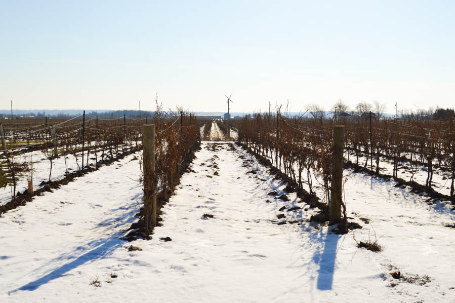 Niagara Icewine