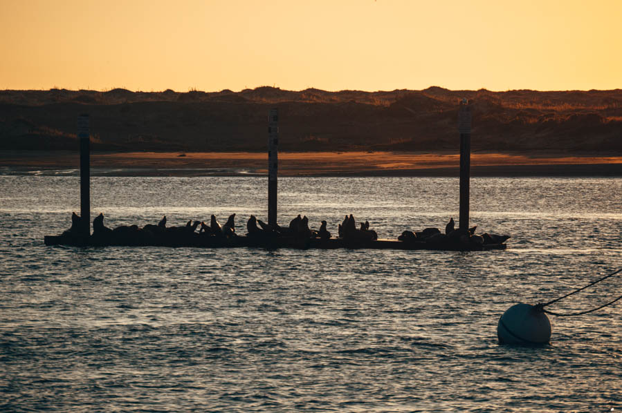 Morro Bay , California - Wildlife