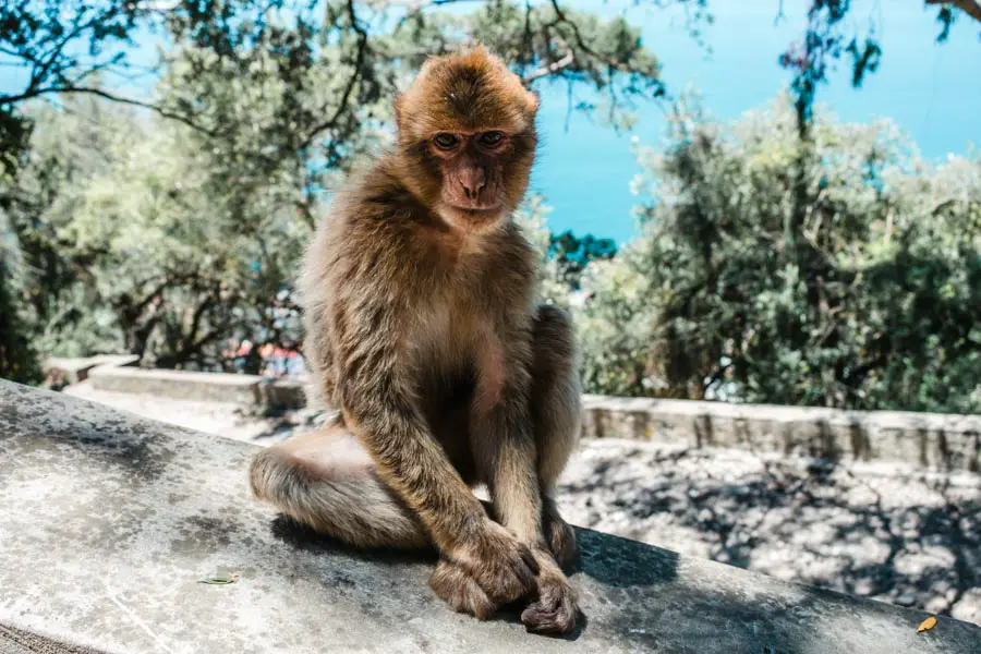 Barbary Macaques (Monkeys)