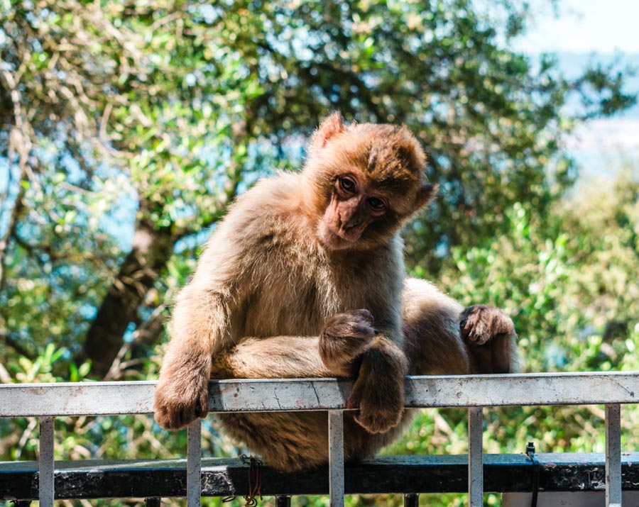 Barbary Macaques Seville to Gibraltar Day Trip