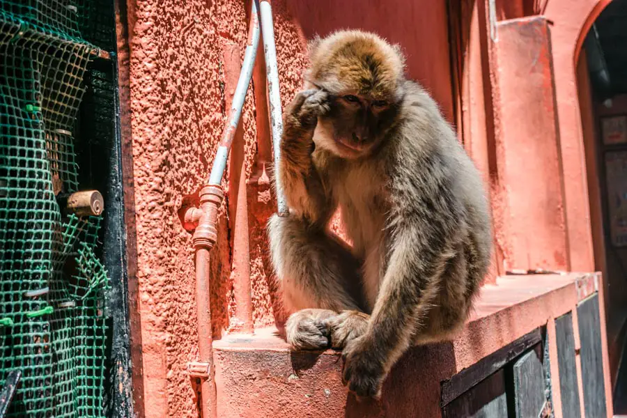 Barbary Macaques Seville to Gibraltar Day Trip