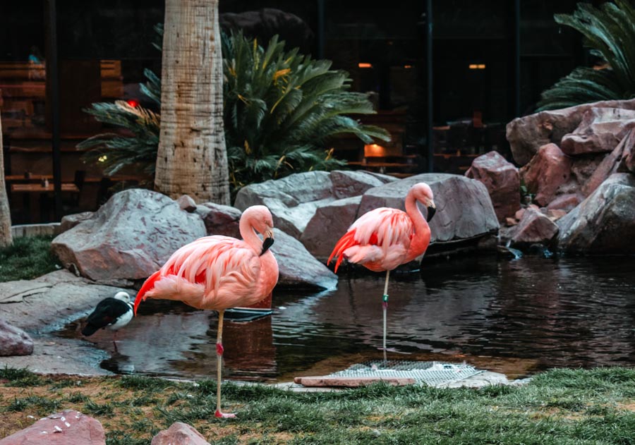 Flamingos a the Flamingo Hotel