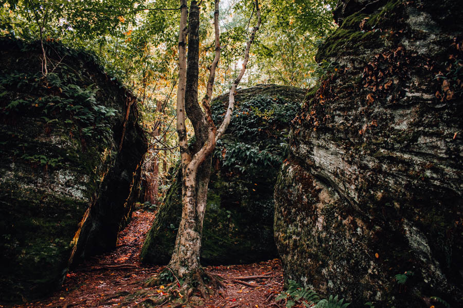 Rock City State Forest NY