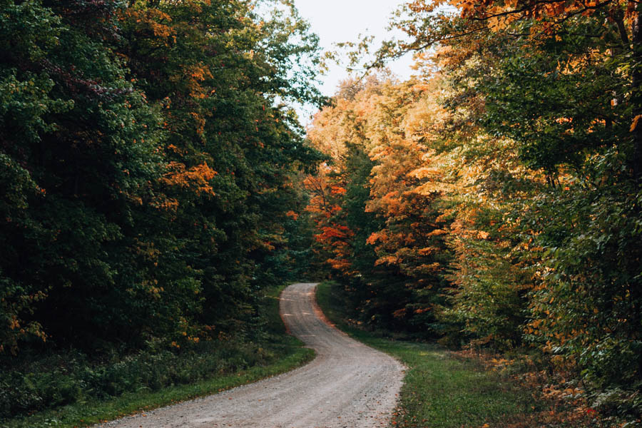 Rock City State Forest NY- Tree lined road