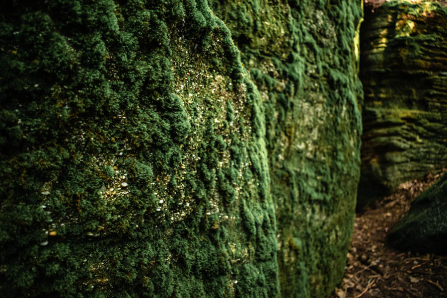 Rock City State Forest NY- Tree lined road