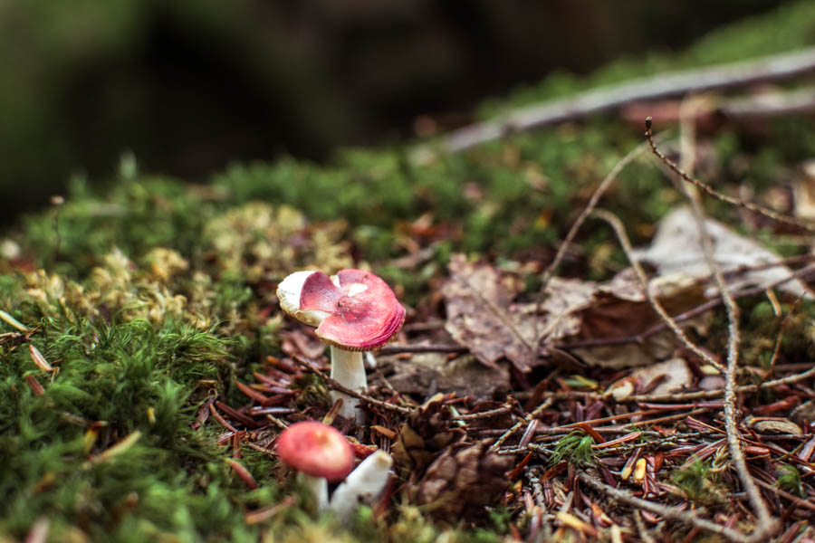 Rock City State Forest NY- mushrooms