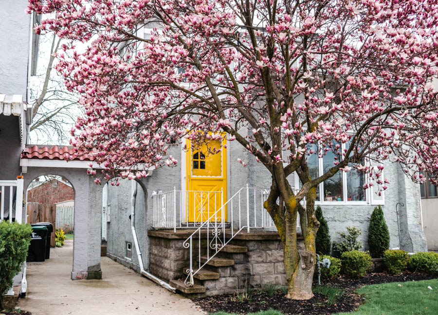 House with Cherry Blossoms in Buffalo