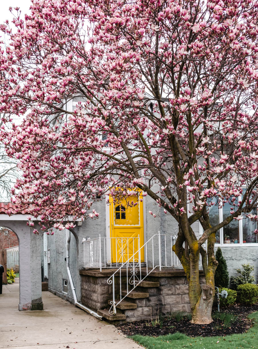 House with Cherry Blossoms in Buffalo