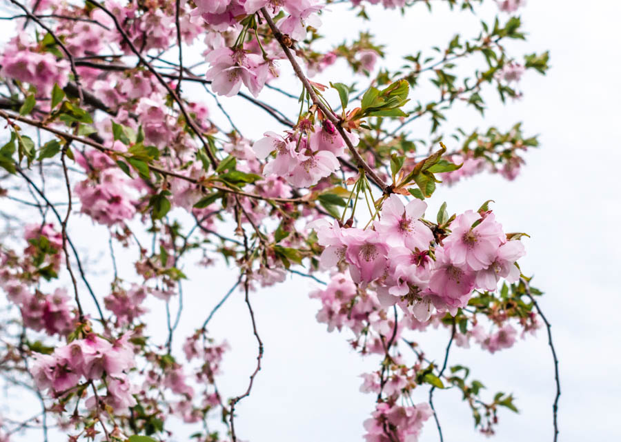 Cherry Blossoms in Buffalo