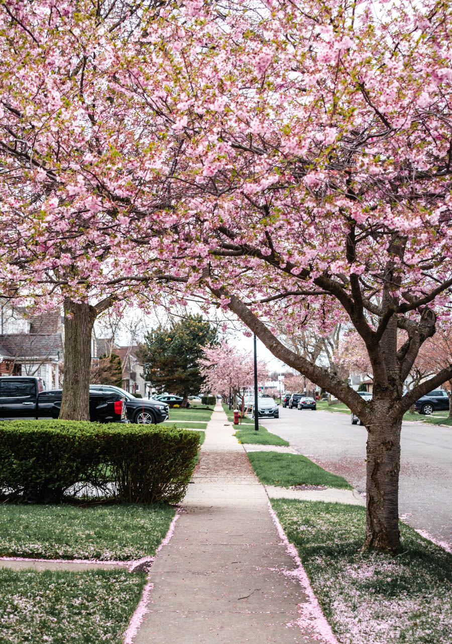 Street with Cherry Blossoms in Buffalo NY