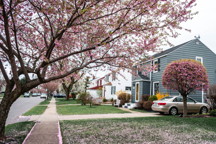 Street with Cherry Blossoms in Buffalo NY