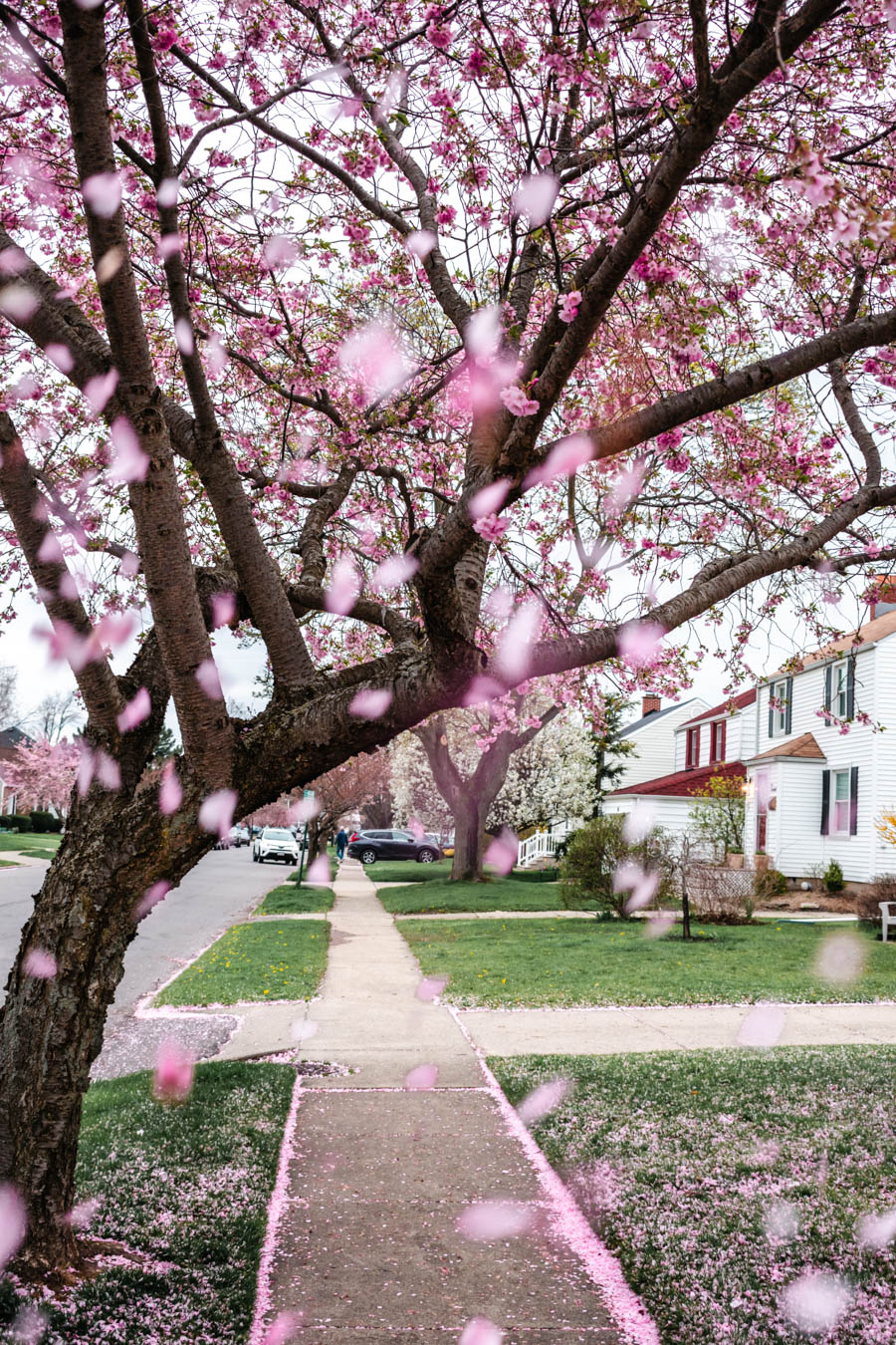 Street with Cherry Blossoms in Buffalo NY
