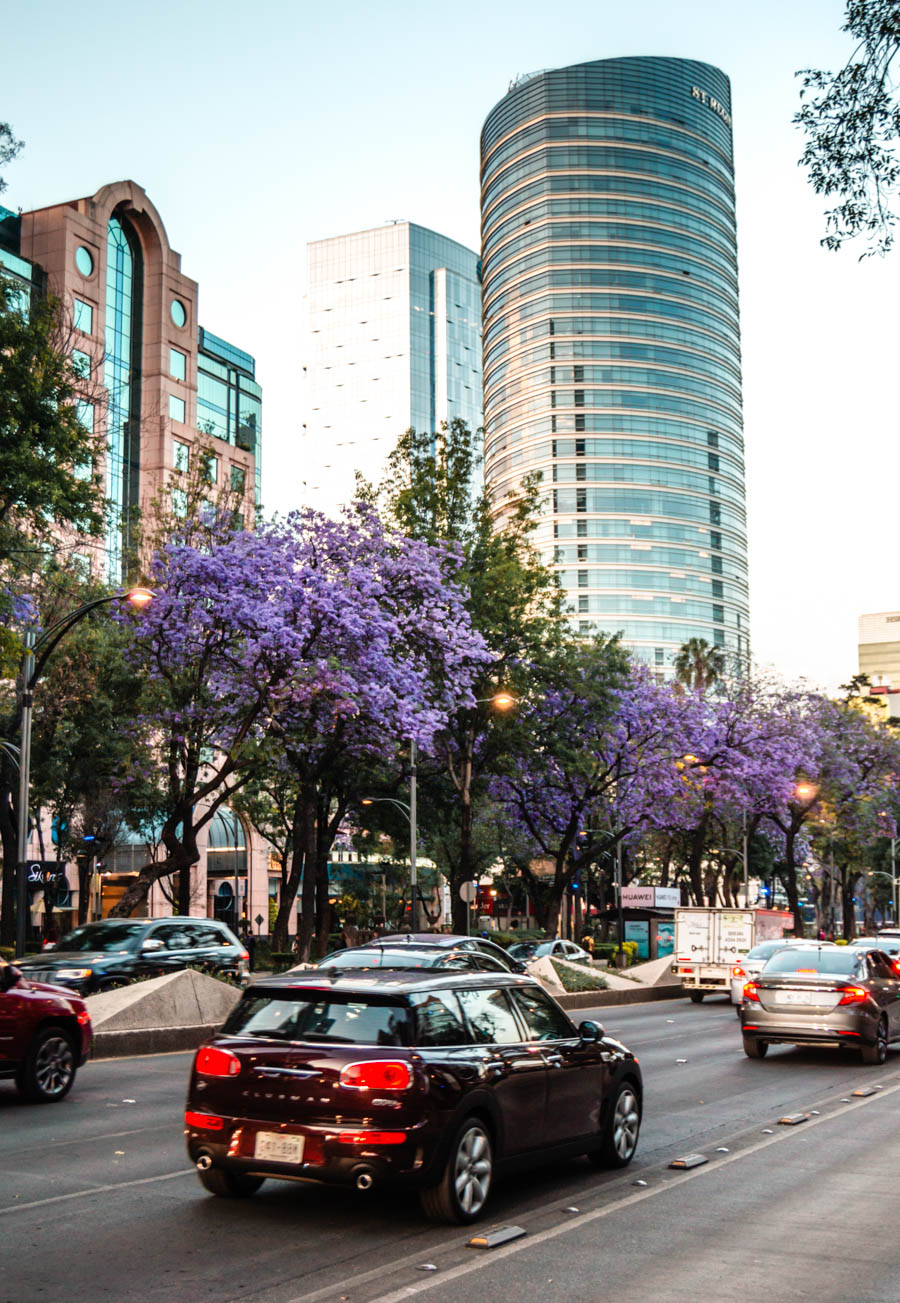 Jacarandas in Mexico City