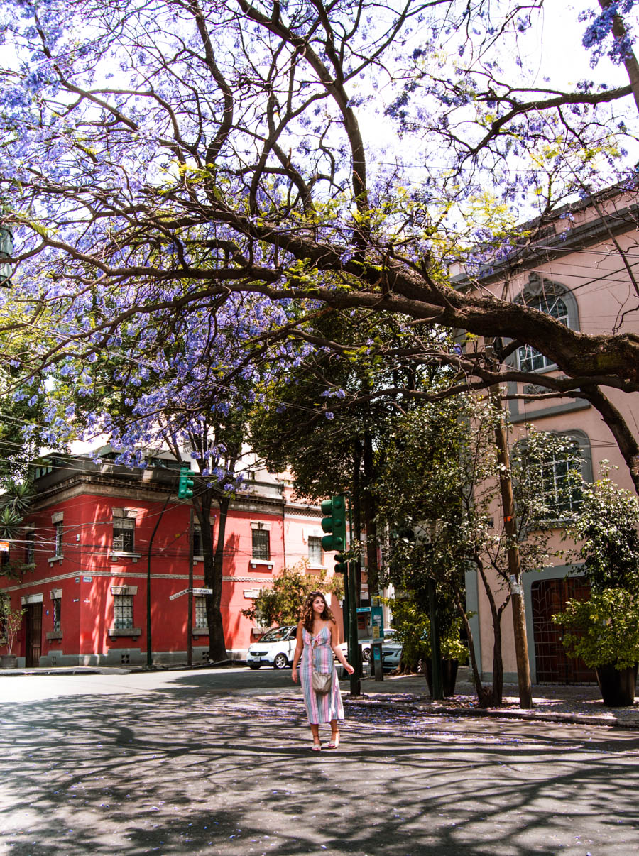 Jacarandas in Mexico City Condesa