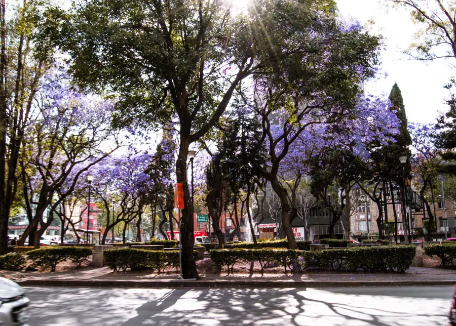 Condesa Park Mexico City
