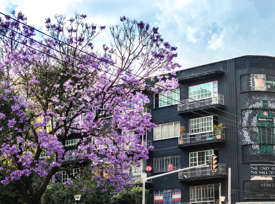 Jacarandas in Mexico City