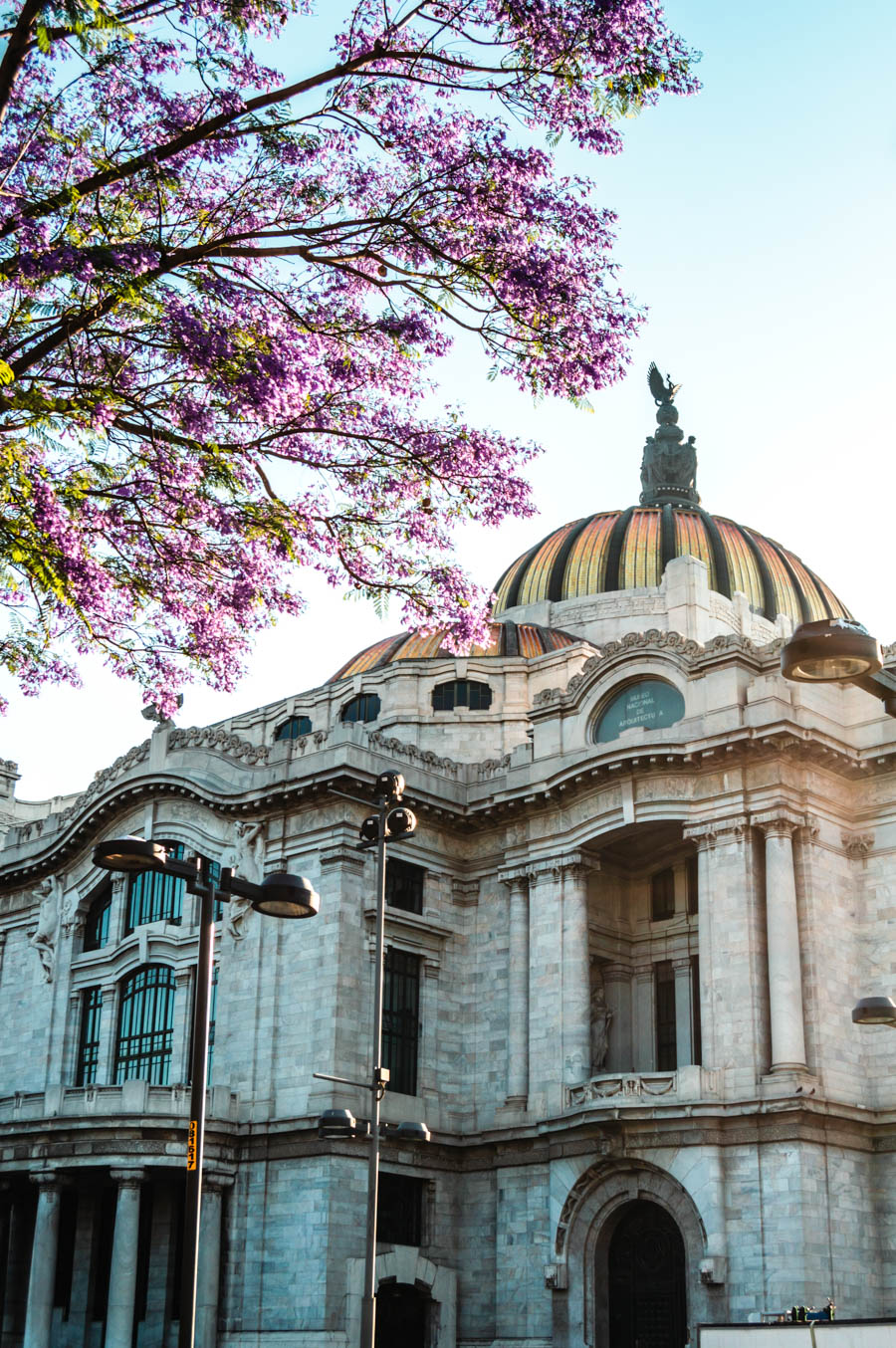 Palacio de Bellas Artes Jacaranda Tree