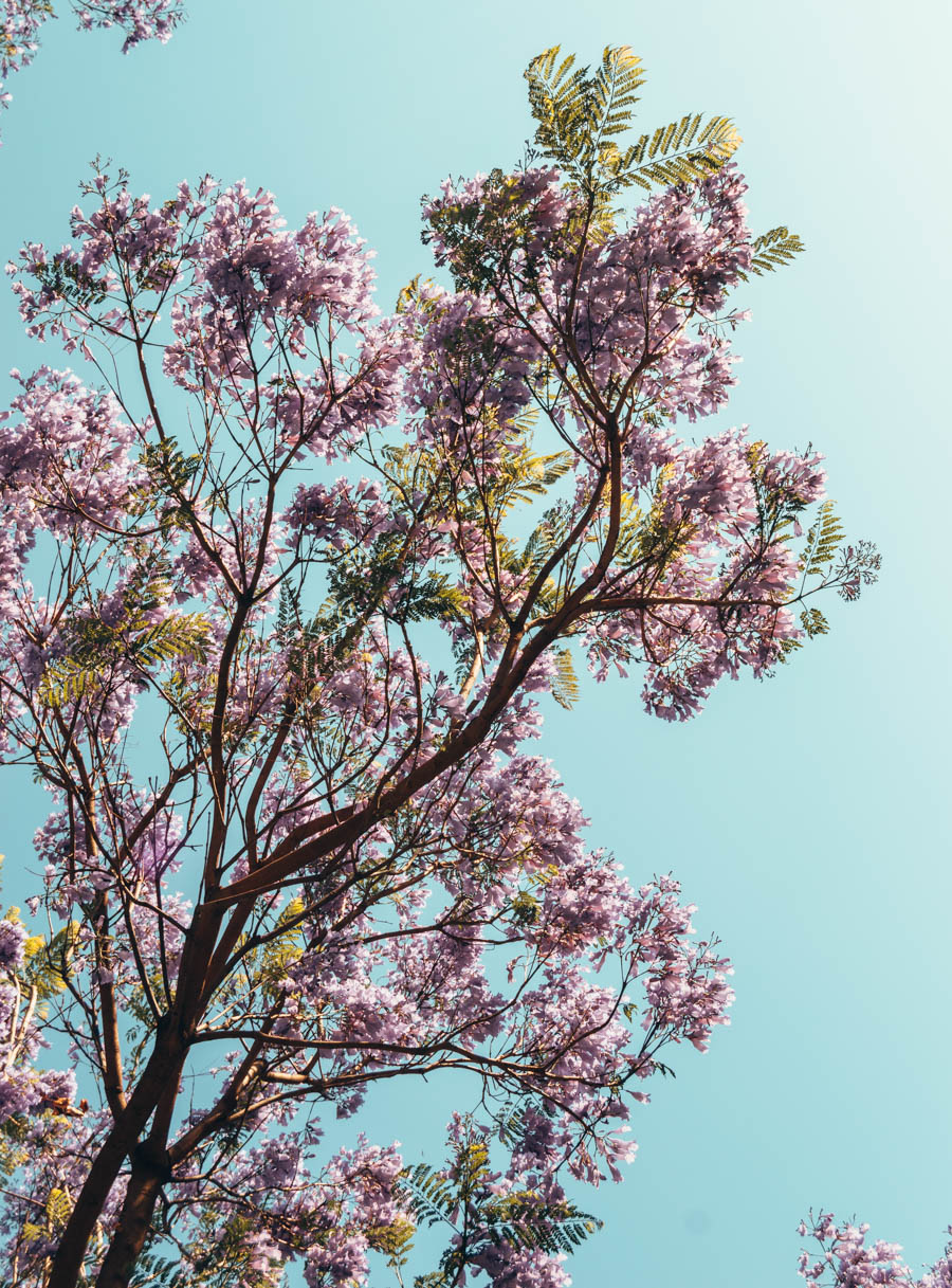 Jacaranda Tree