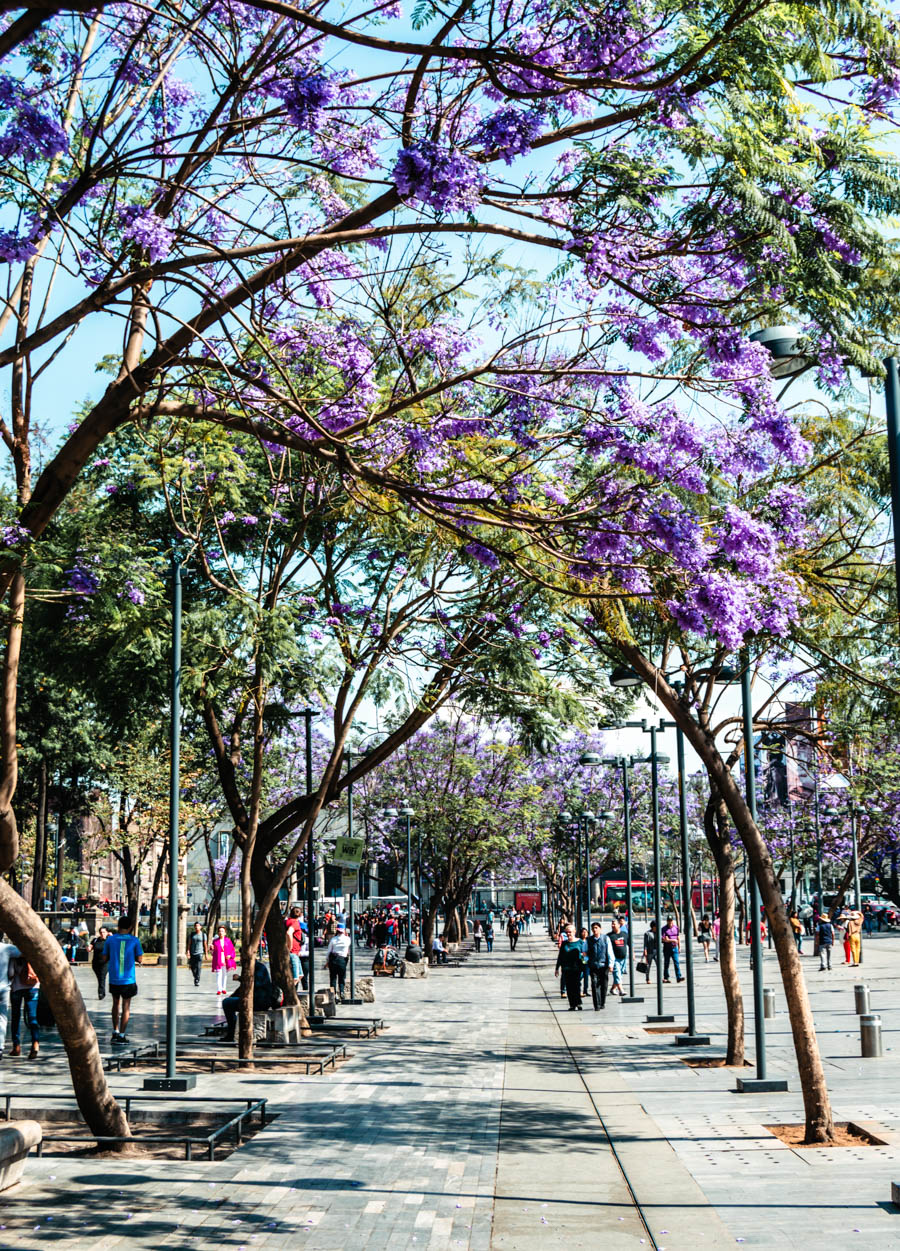 Jacaranda Trees Mexico City