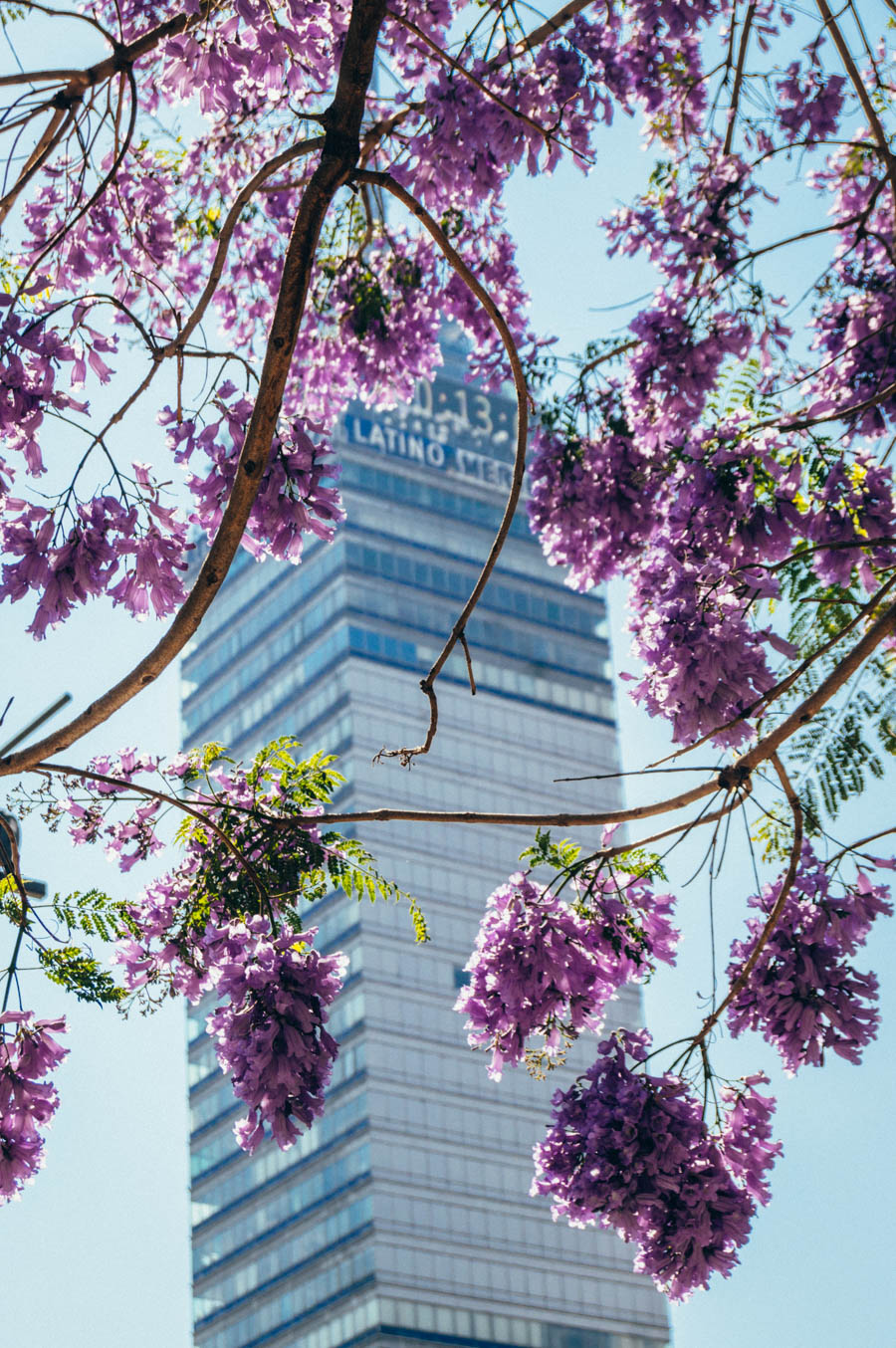 Jacarandas in Mexico City