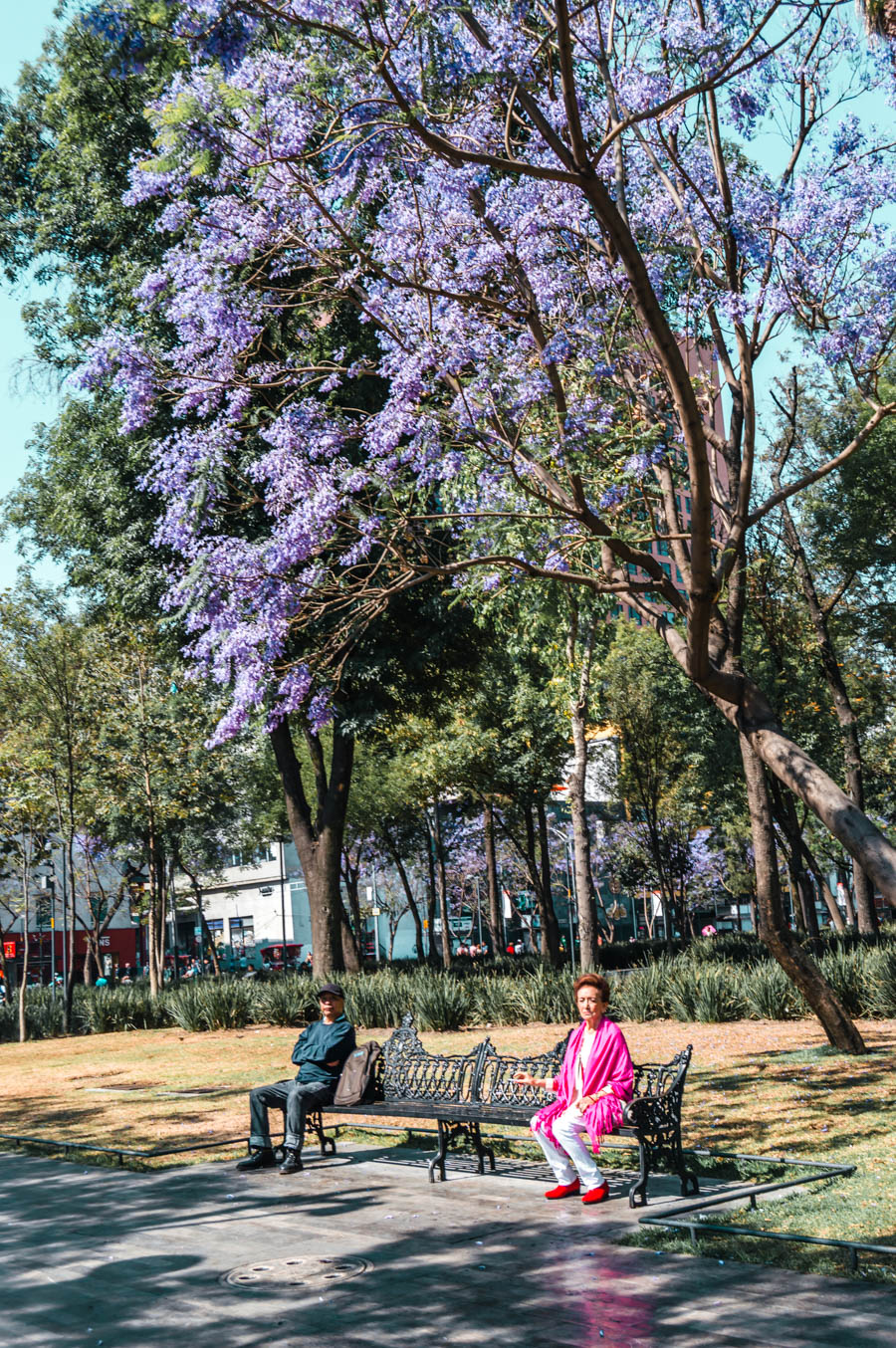 Woman under a Jacaranda Tree in Alameda Central