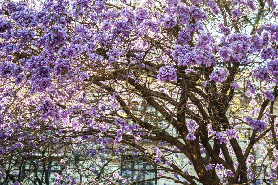 Jacaranda Trees