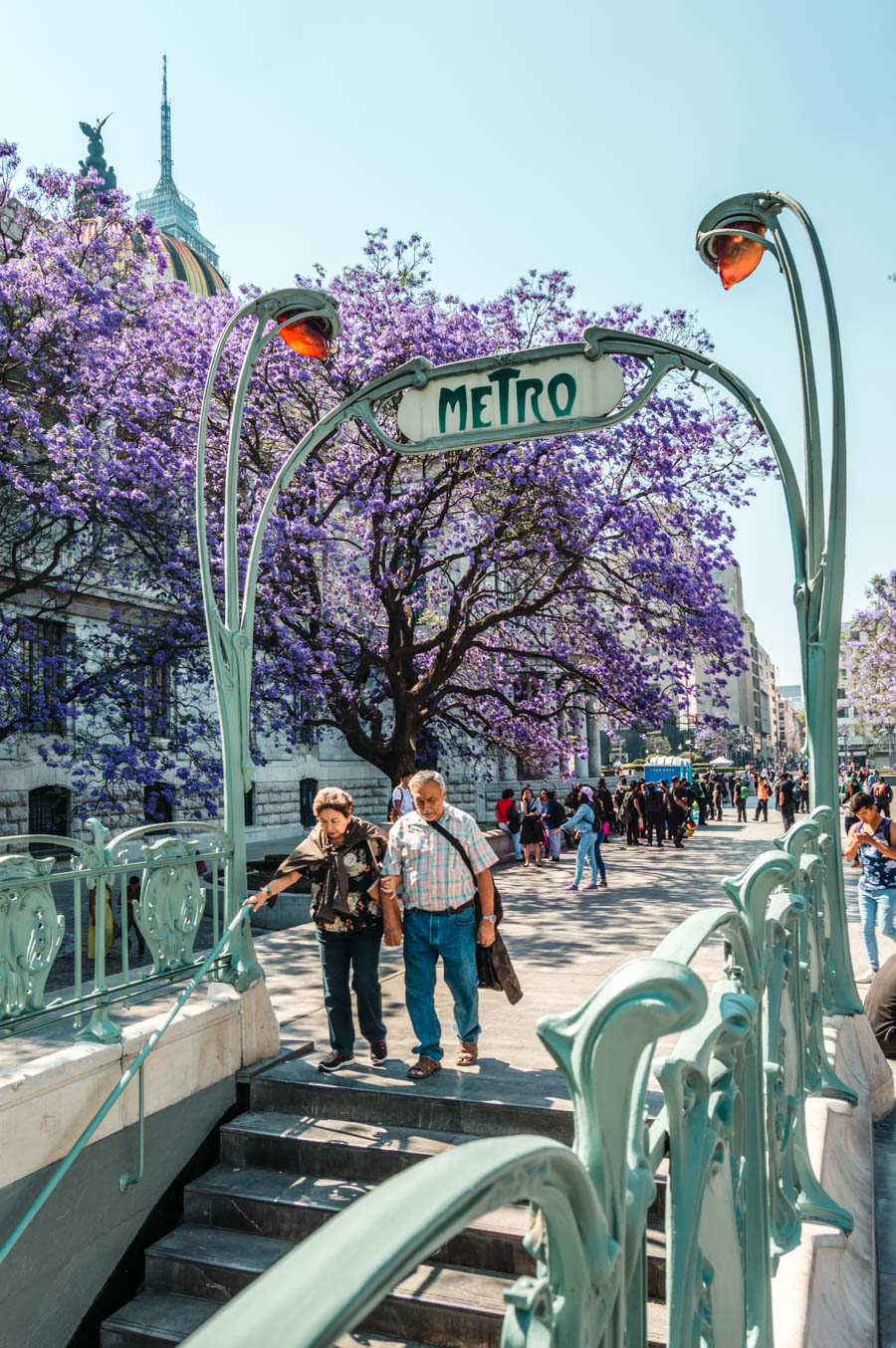 Jacarandas in Mexico City - Alameda Central