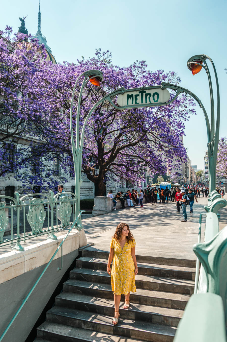 Jacaranda Trees Alameda Central