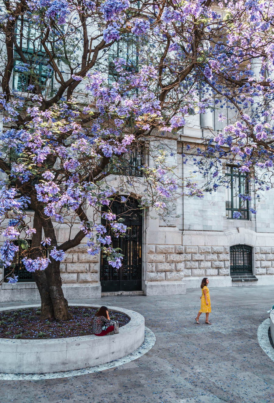 Jacarandas in Mexico City