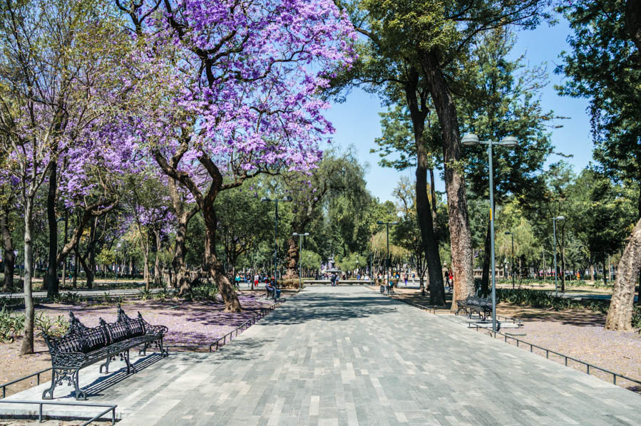 Alameda Central Jacarandas in Mexico City