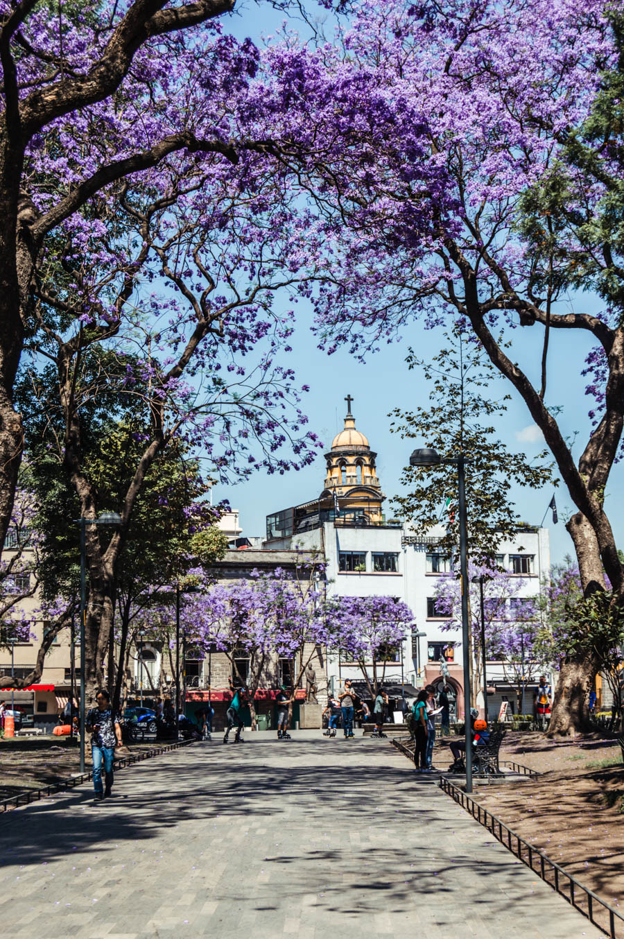 Jacarandas in Mexico City