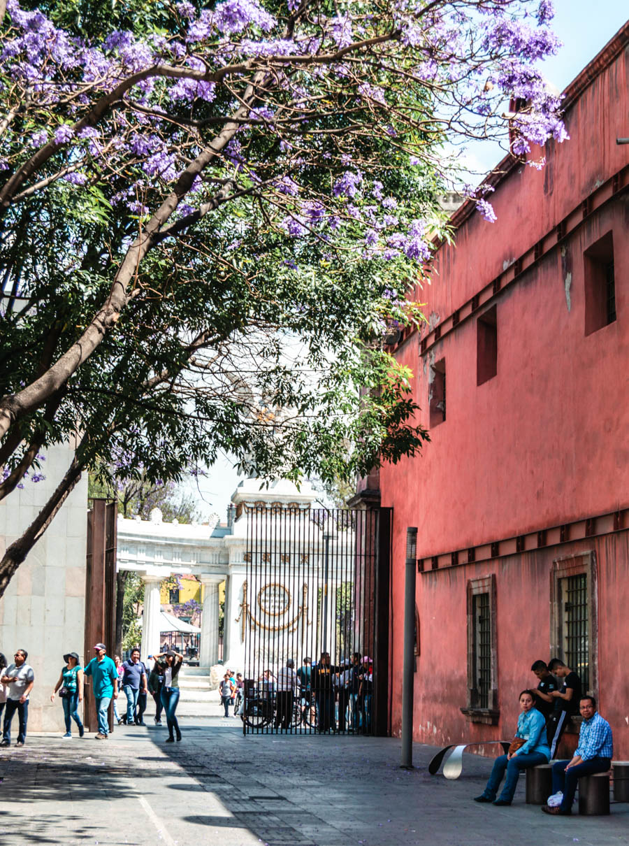 Jacarandas in Mexico City