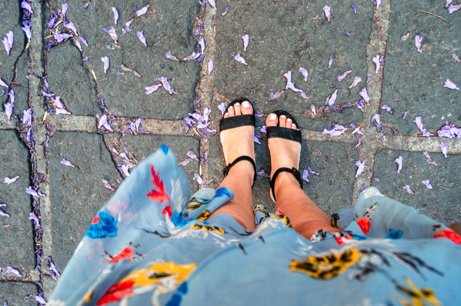 Jacarandas Petals