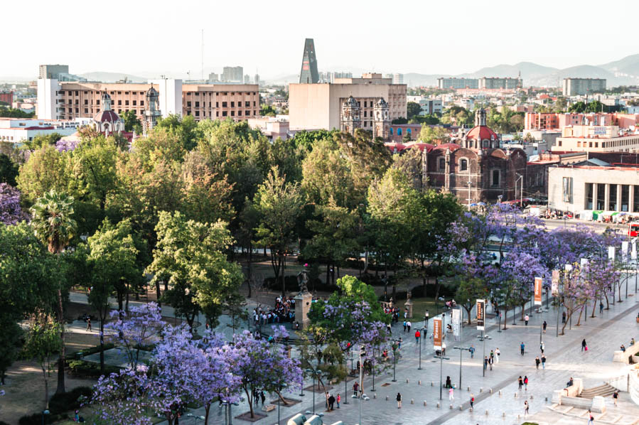 Jacarandas in Mexico City